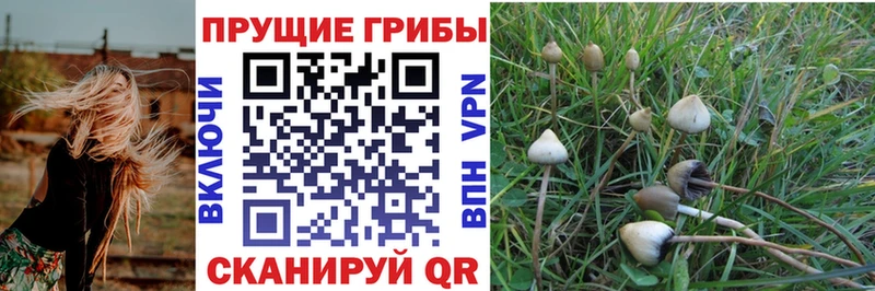 Псилоцибиновые грибы Psilocybe  Омутнинск 